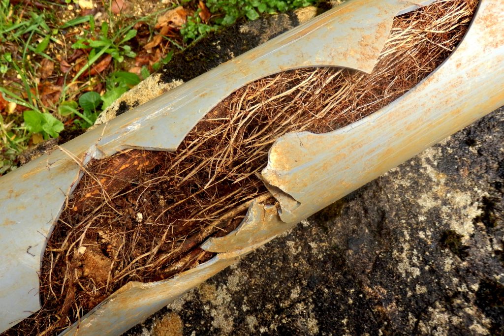 Tree Root Removal & Repairs