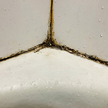 Shower and Bathroom Mould Removal
